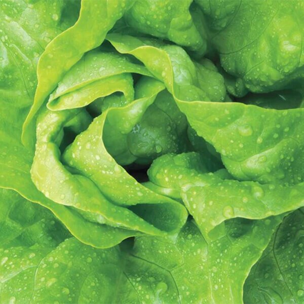 West Coast Seeds Butterhead Lettuce